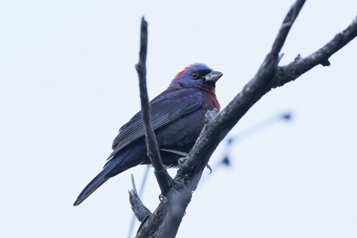 Varied Bunting - ML620452303