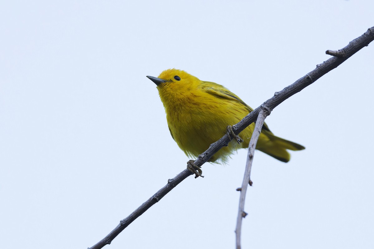 Yellow Warbler - ML620452316