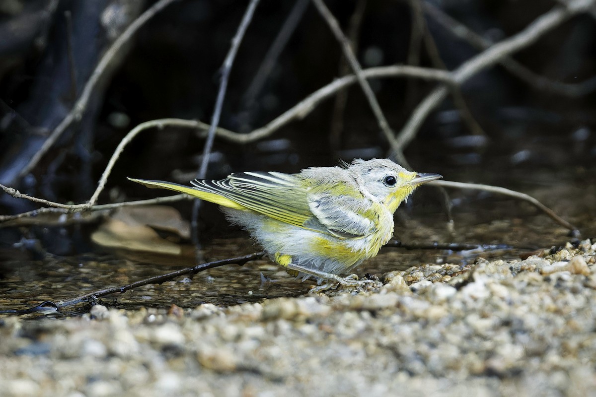 Paruline jaune - ML620452317