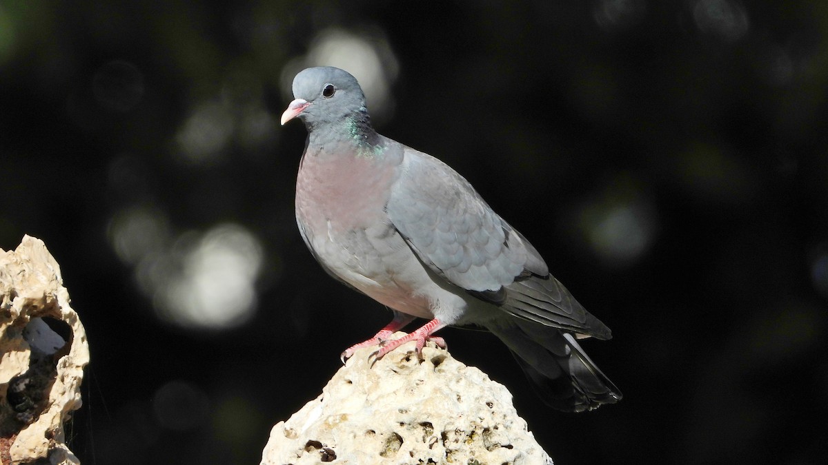 Pigeon colombin - ML620452318