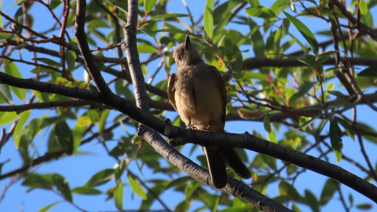 Say's Phoebe - ML620452328