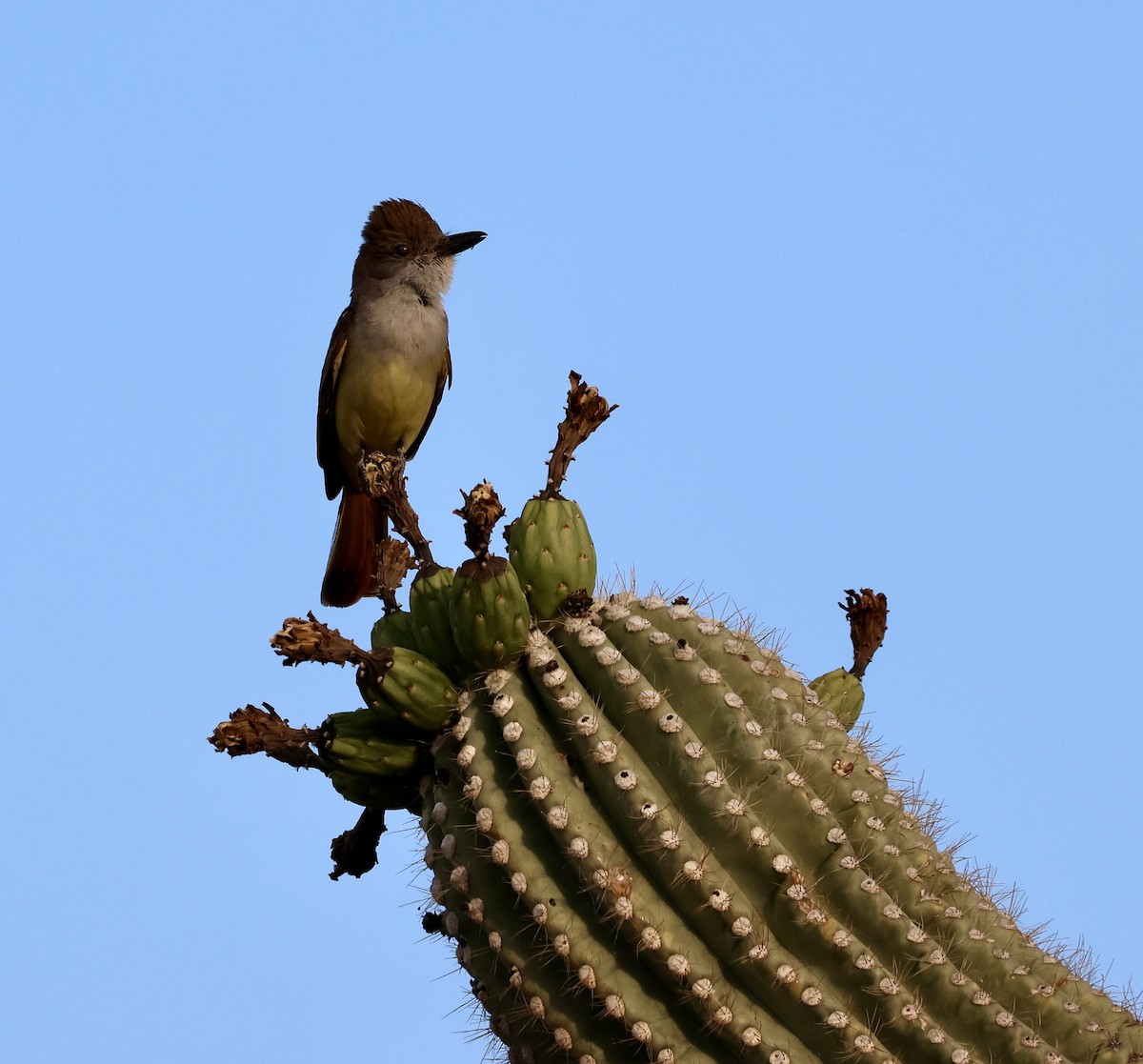 Brown-crested Flycatcher - ML620452329