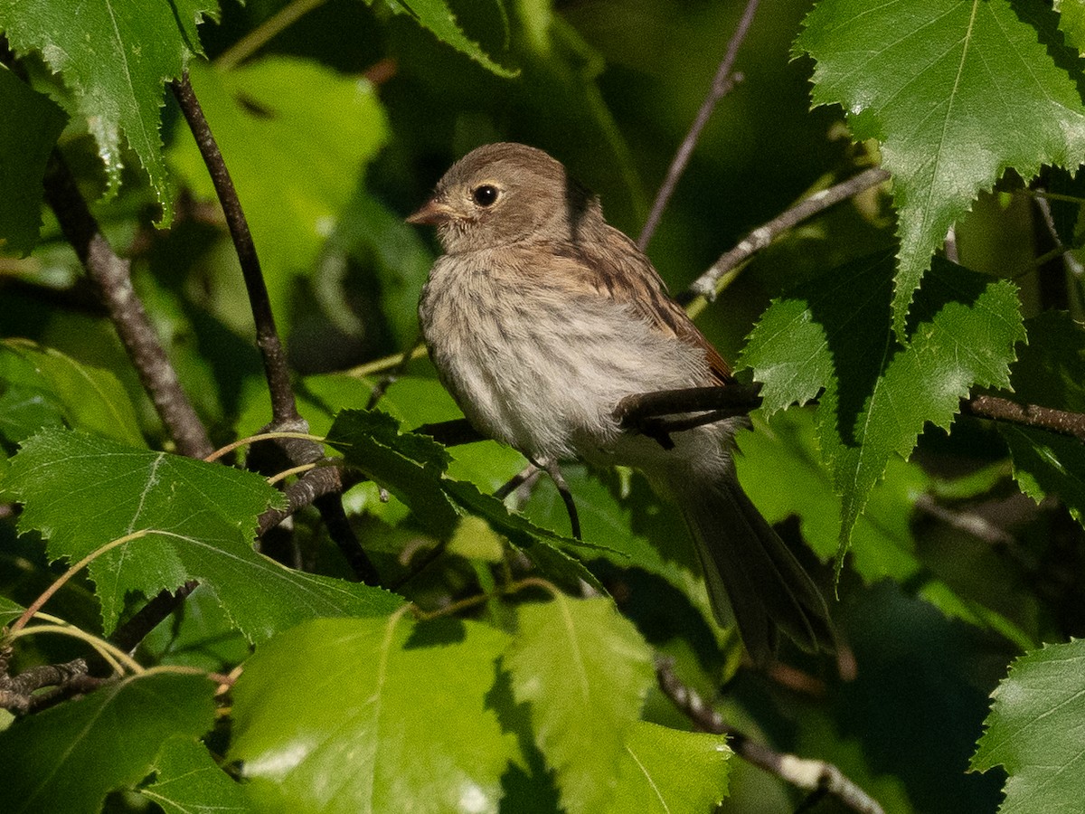Field Sparrow - ML620452332
