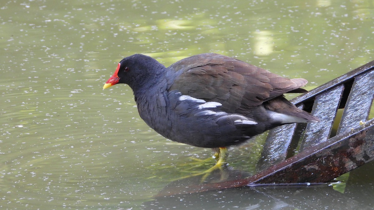 Eurasian Moorhen - ML620452333