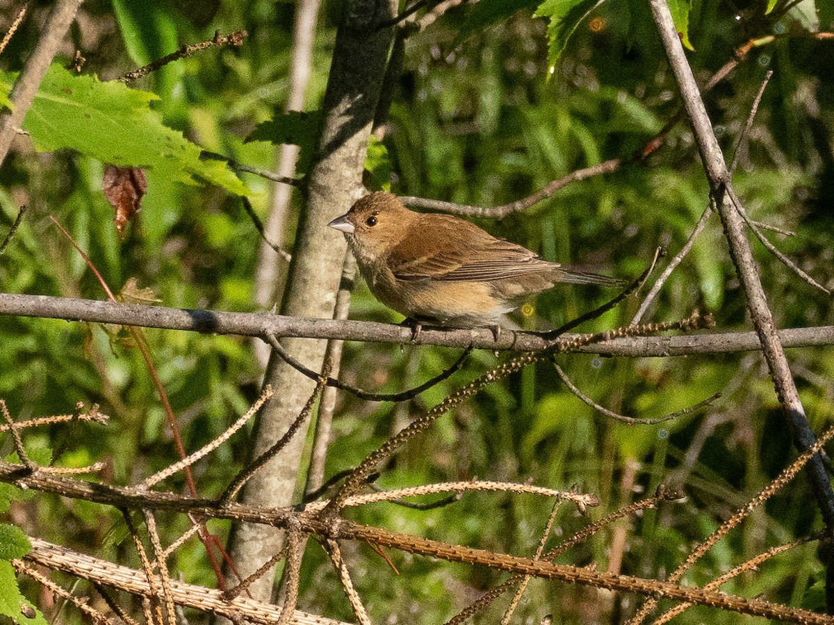 Passerin indigo - ML620452335