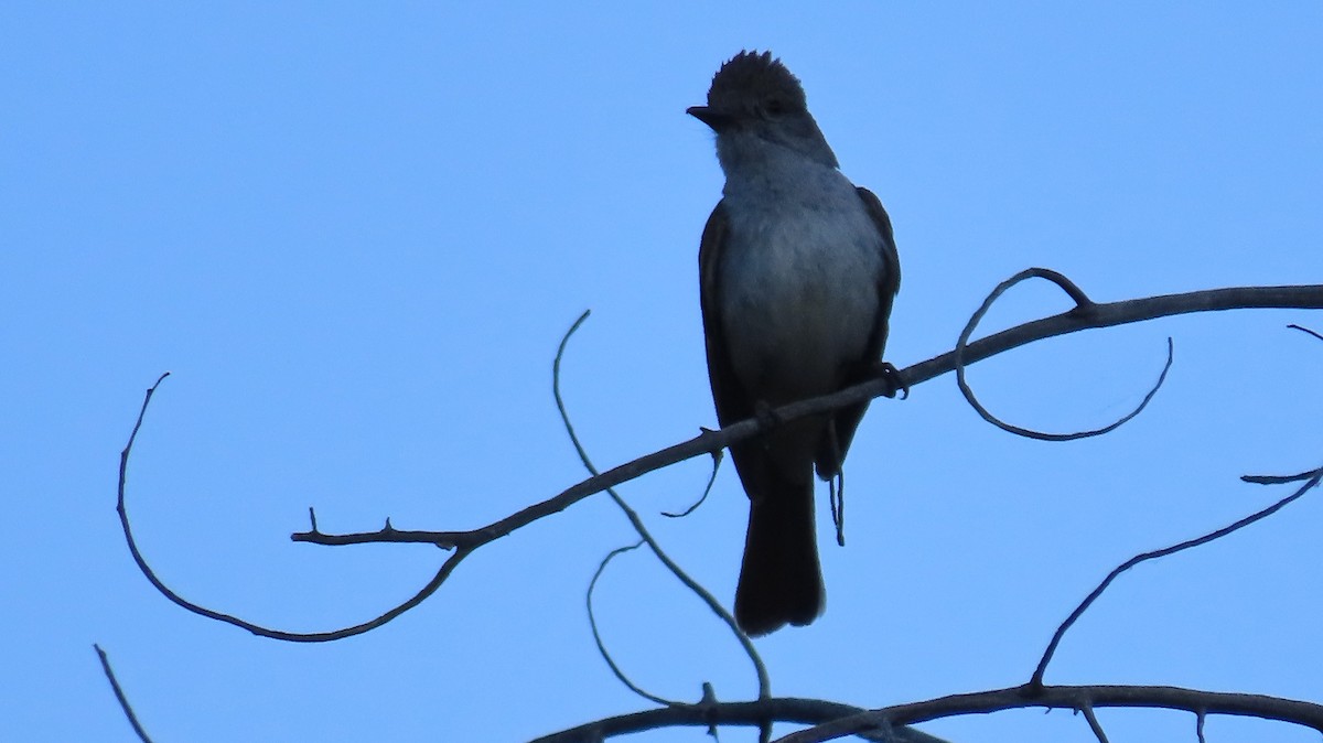 Ash-throated Flycatcher - ML620452337