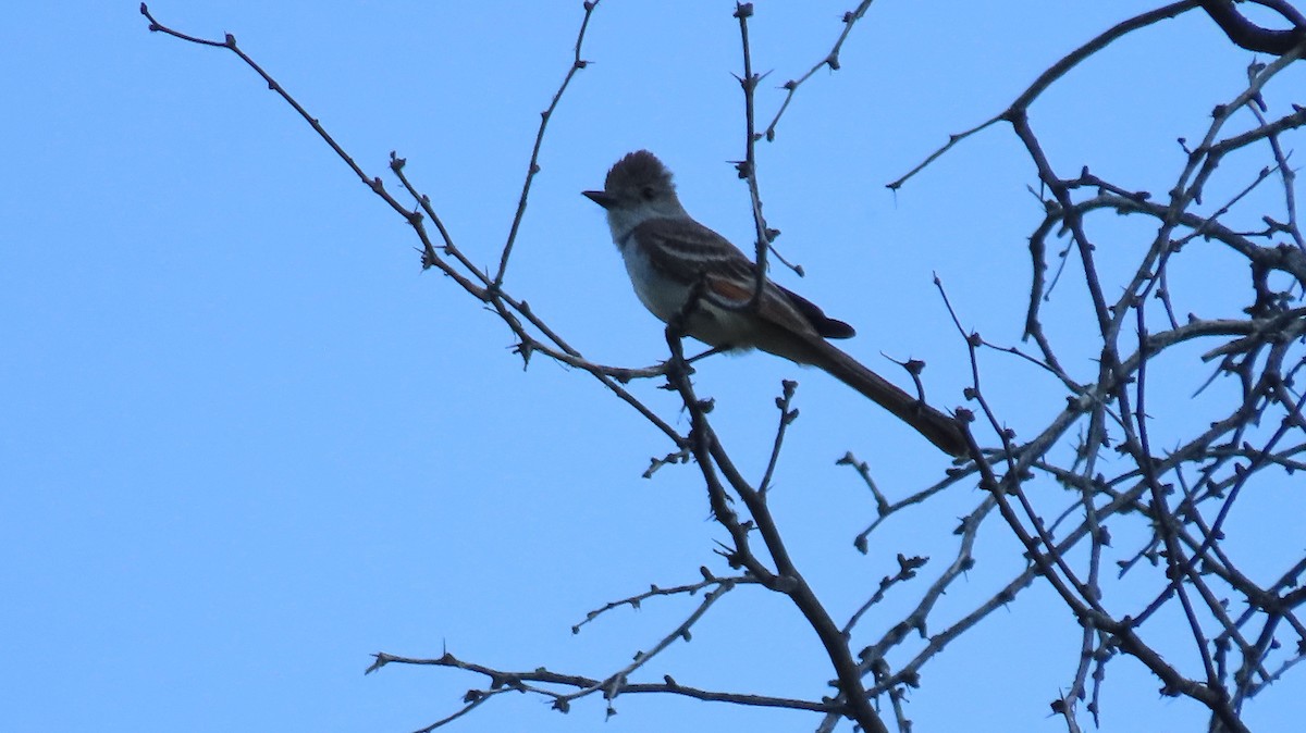 Ash-throated Flycatcher - ML620452338