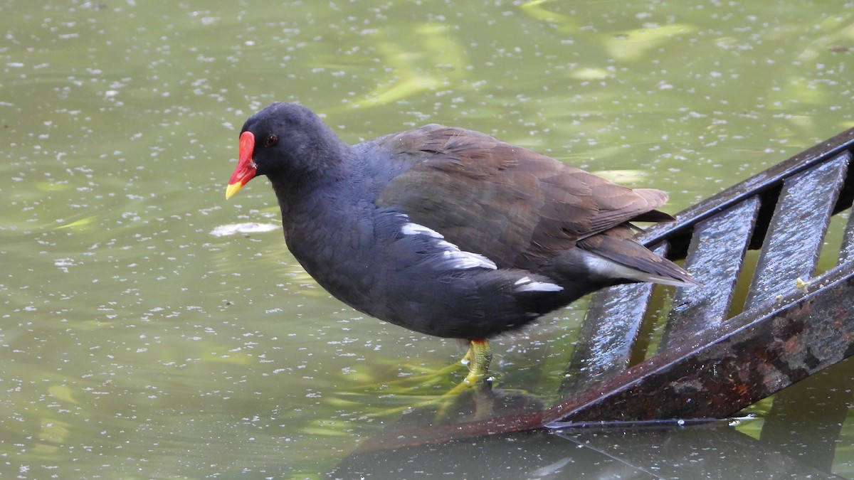 Eurasian Moorhen - Manuel García Ruiz