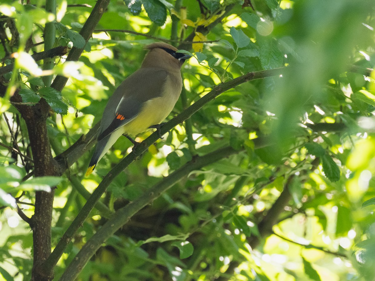 Cedar Waxwing - ML620452340