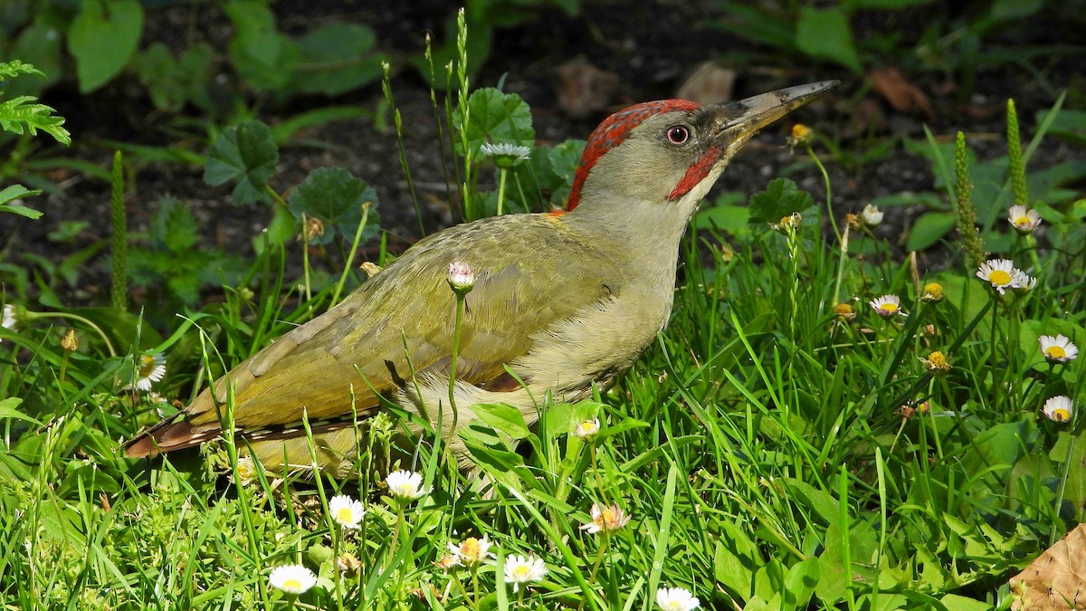 Iberian Green Woodpecker - ML620452341