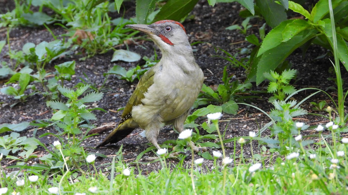 Iberian Green Woodpecker - ML620452343
