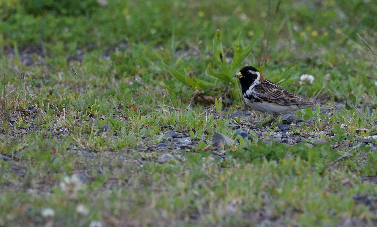 Lapland Longspur - ML620452345