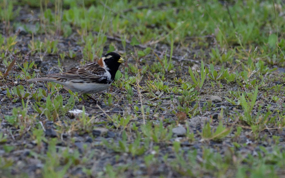 Lapland Longspur - ML620452348