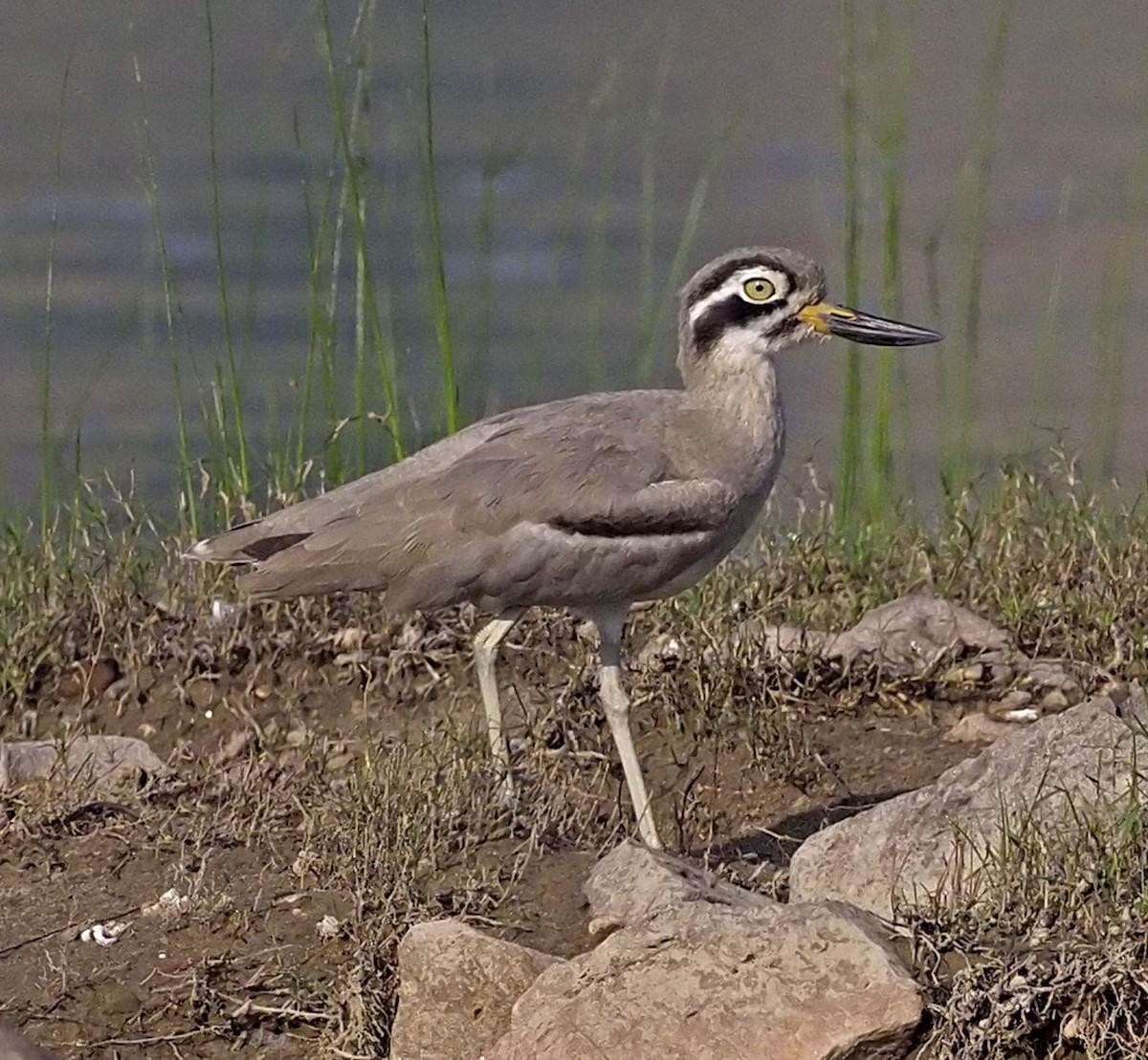 Great Thick-knee - ML620452350