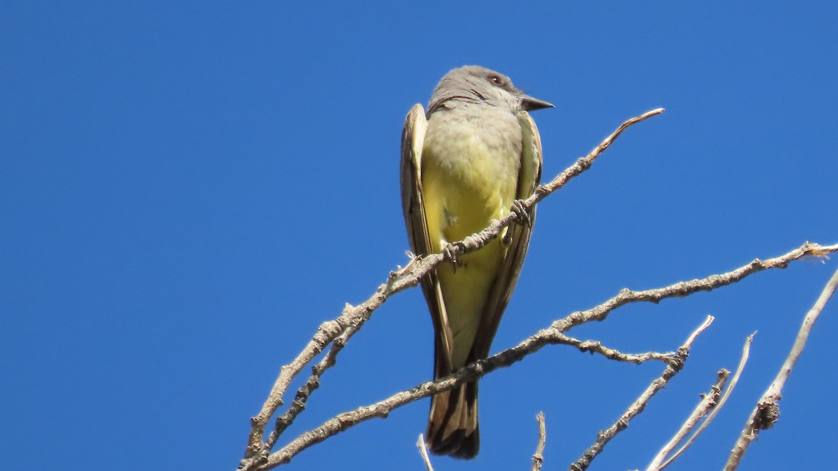 Cassin's Kingbird - ML620452353