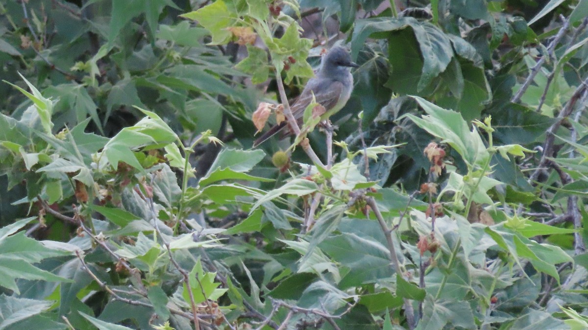 Cassin's Kingbird - ML620452356