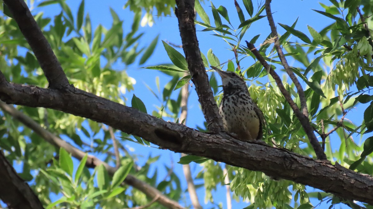 Cactus Wren - Anne (Webster) Leight