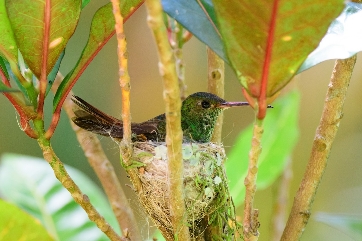 Rufous-tailed Hummingbird - ML620452368