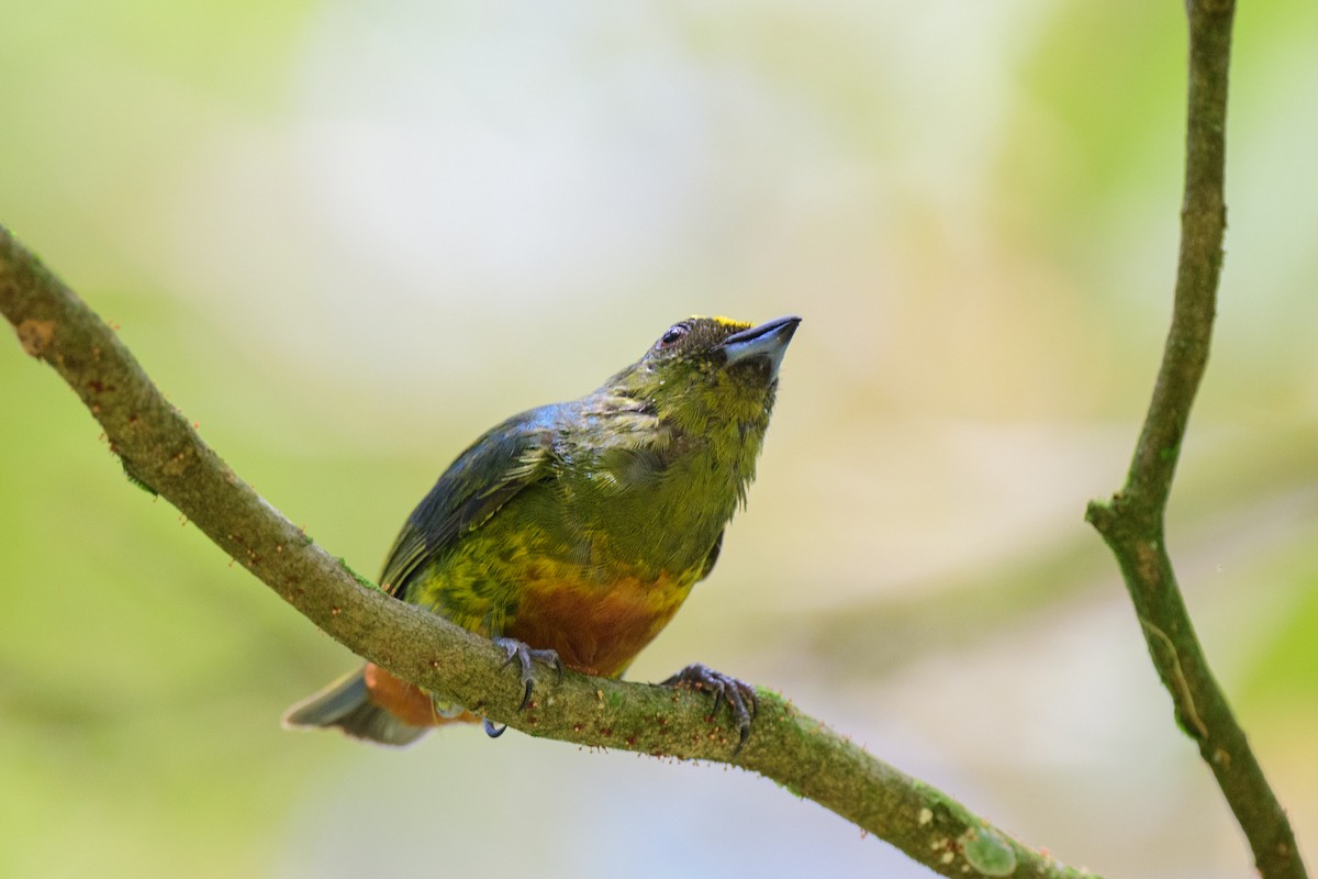 Olive-backed Euphonia - ML620452371