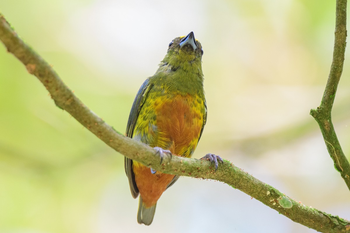 Olive-backed Euphonia - ML620452372