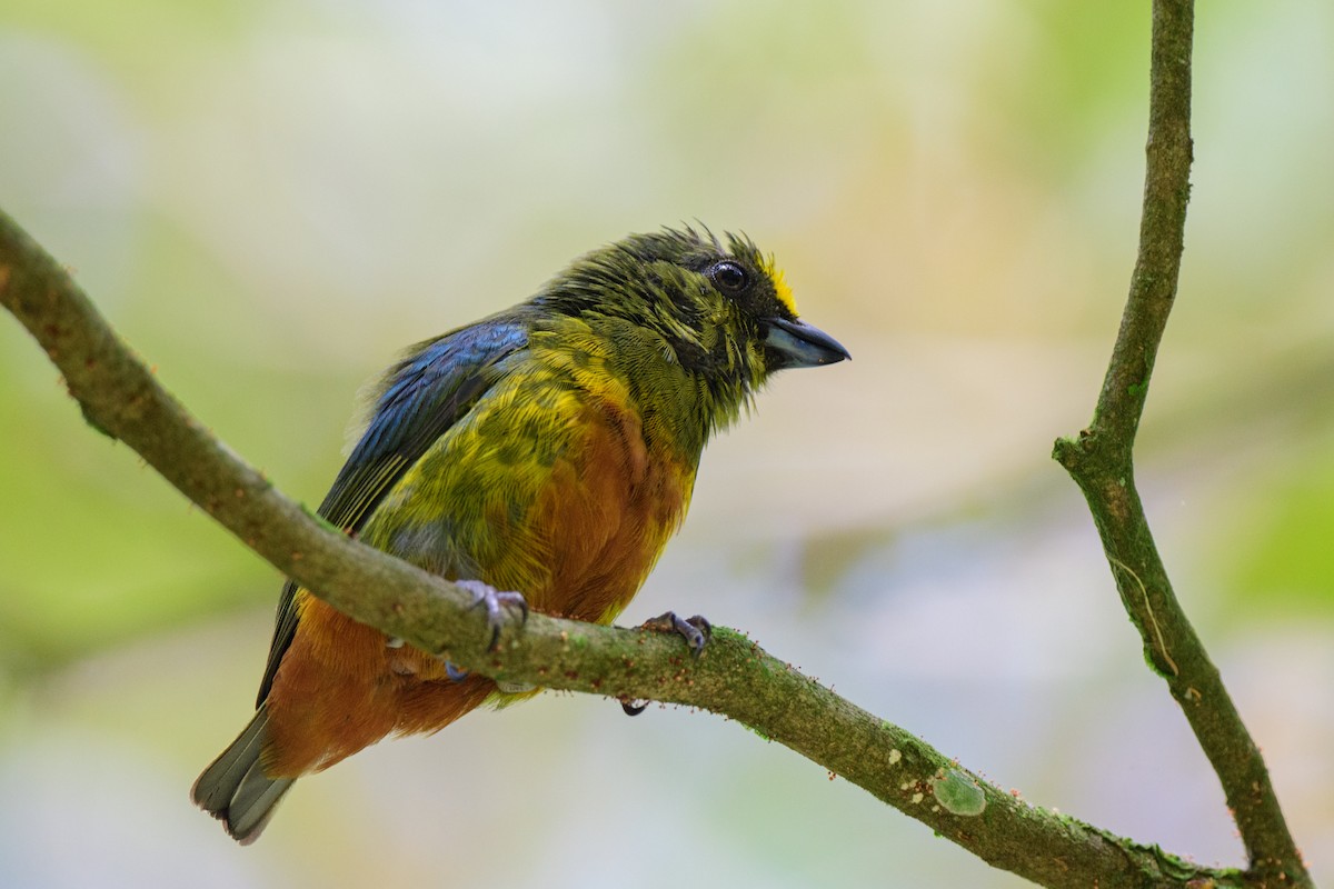 Olive-backed Euphonia - ML620452373