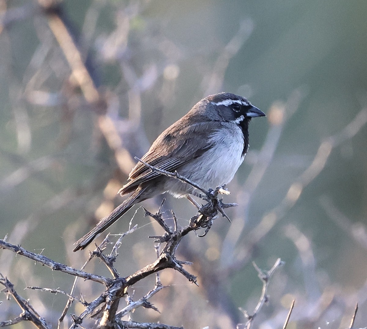 Black-throated Sparrow - ML620452374
