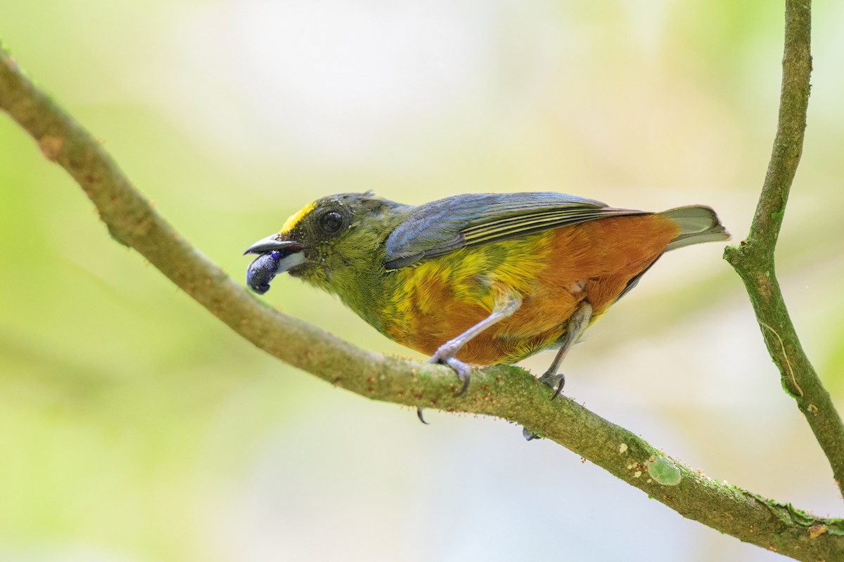 Olive-backed Euphonia - ML620452376