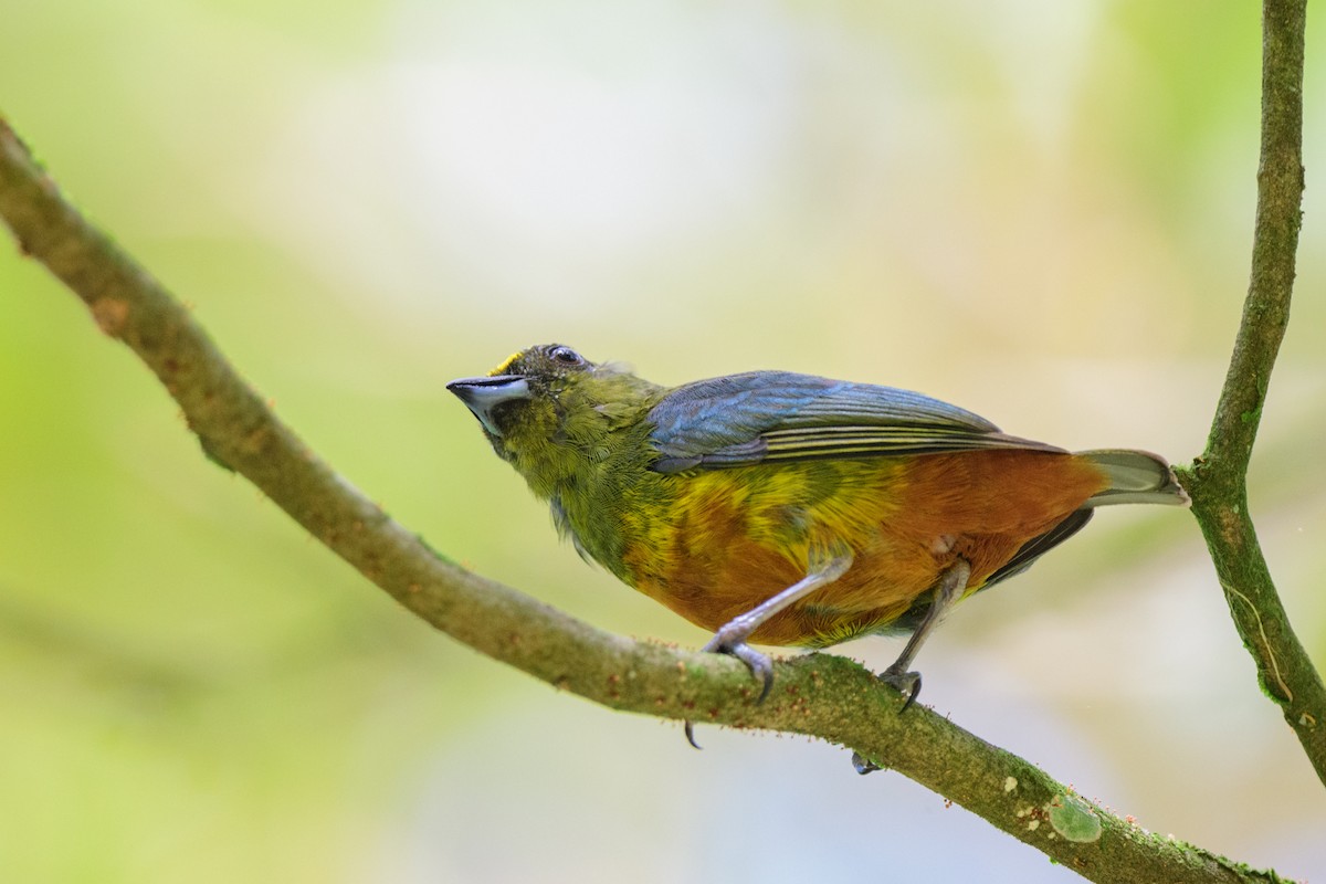 Olive-backed Euphonia - ML620452379