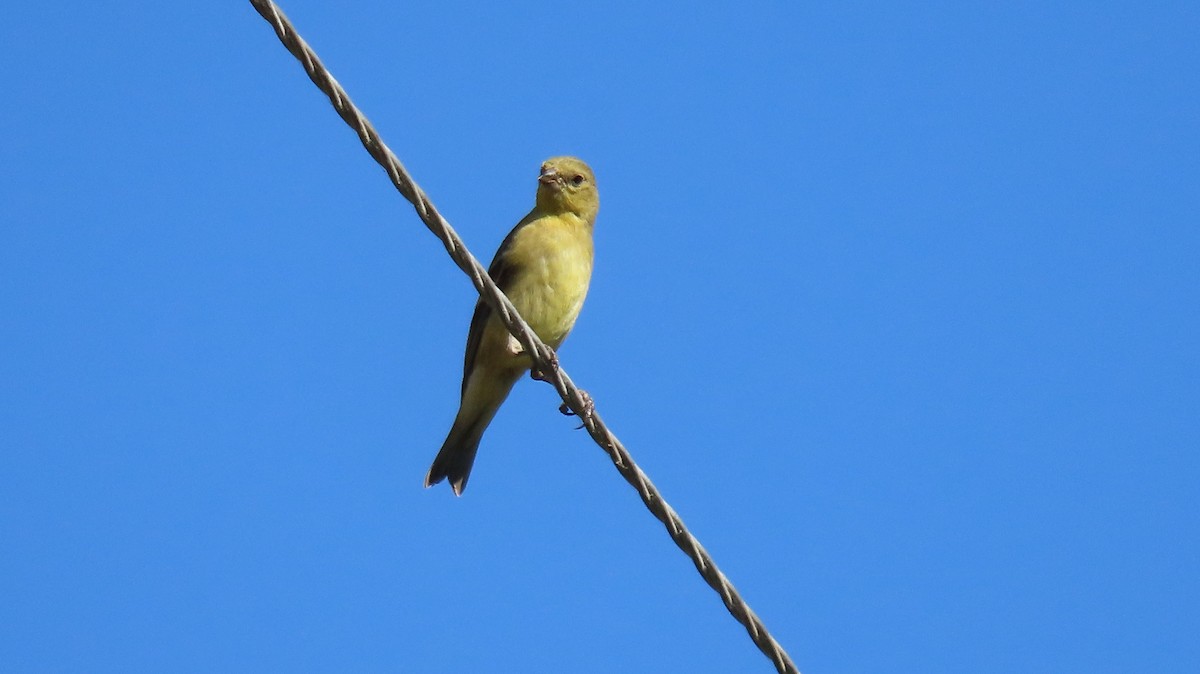 Lesser Goldfinch - ML620452385