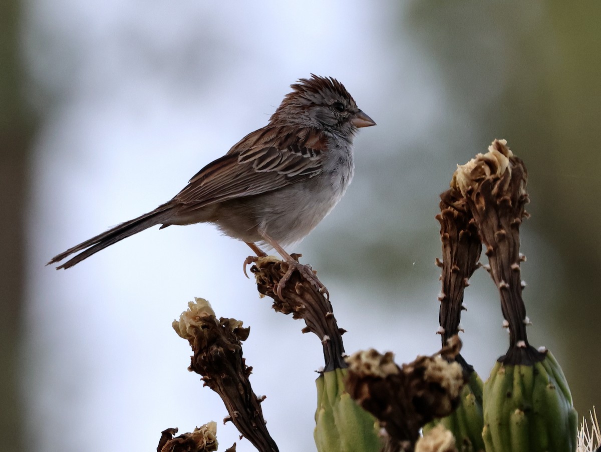 Rufous-winged Sparrow - ML620452386