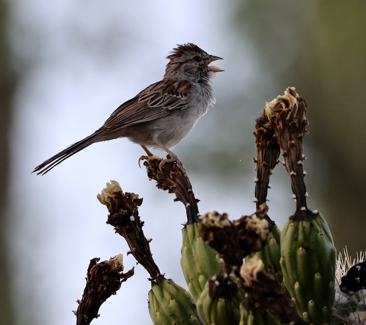 Rufous-winged Sparrow - ML620452387