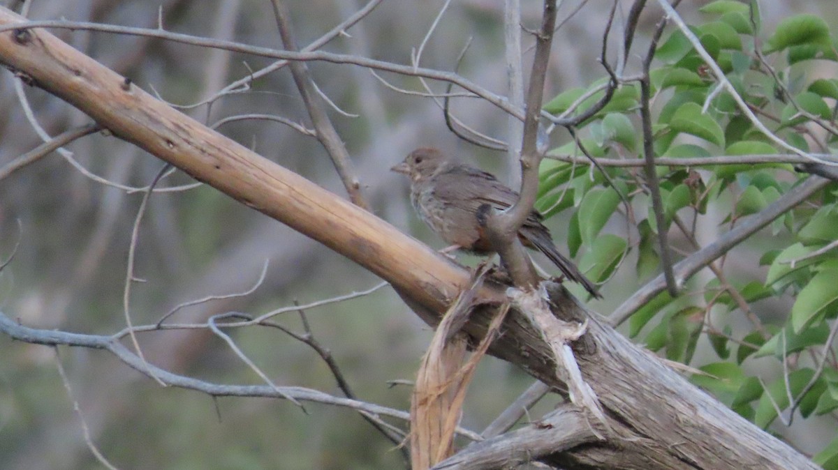 Canyon Towhee - ML620452394