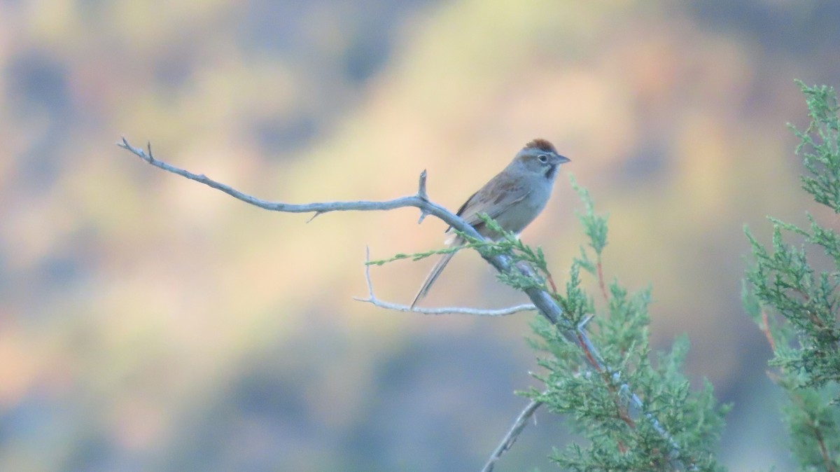 Rufous-crowned Sparrow - ML620452398