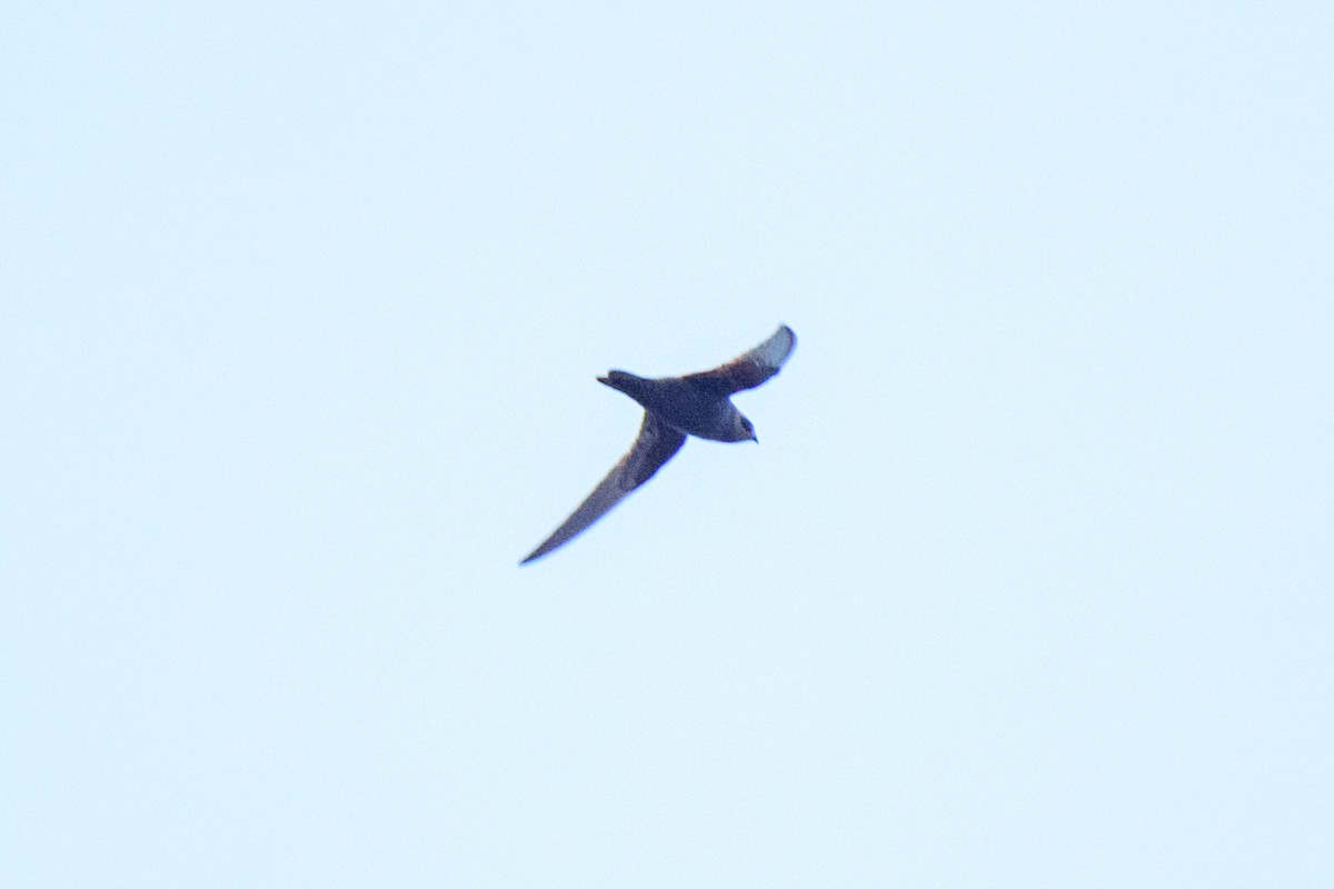 Black Swift - ML620452401