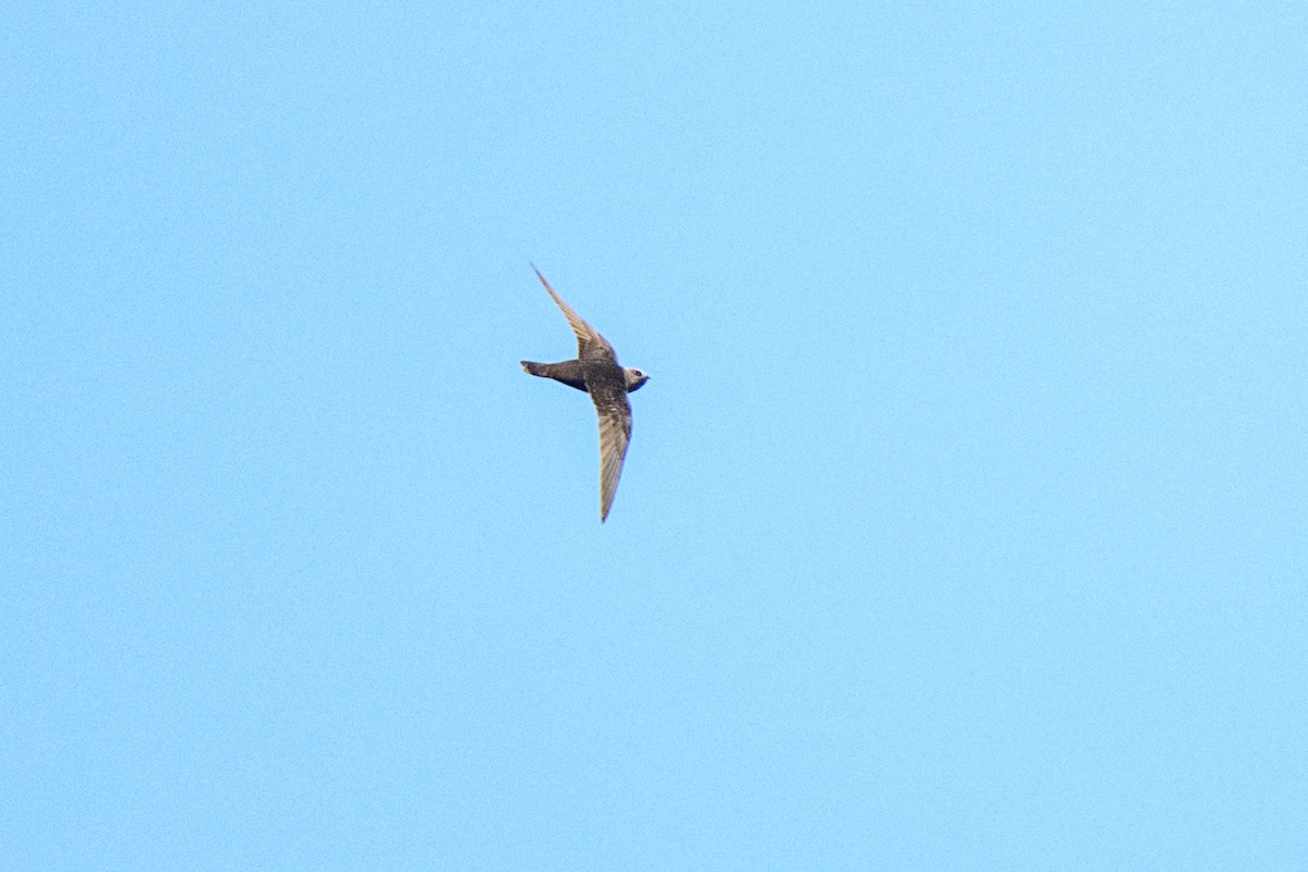 Black Swift - ML620452404