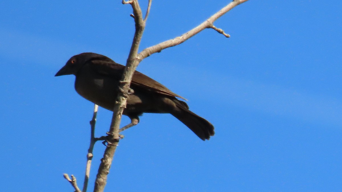 Bronzed Cowbird - ML620452412