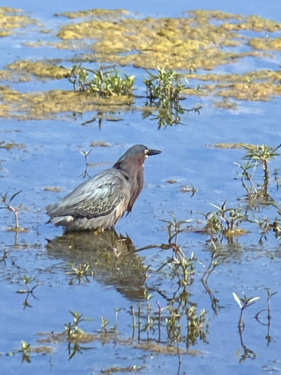 Green Heron - ML620452416