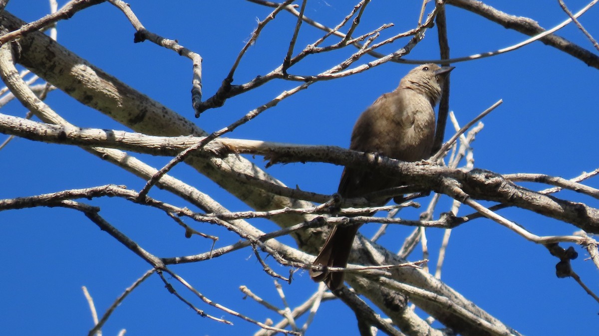 Brown-headed Cowbird - ML620452421