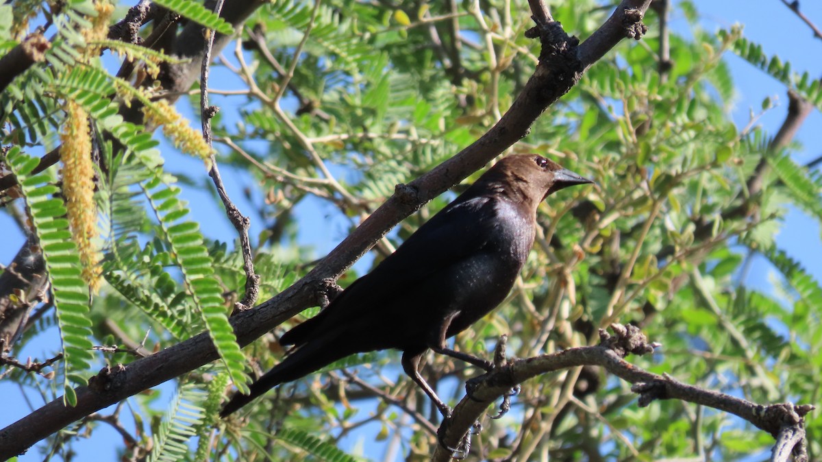 Brown-headed Cowbird - ML620452422