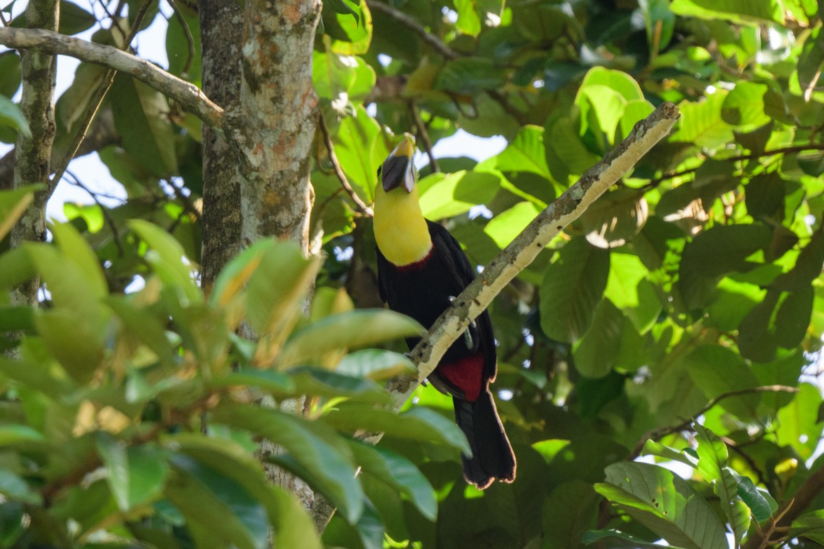 Yellow-throated Toucan - ML620452426