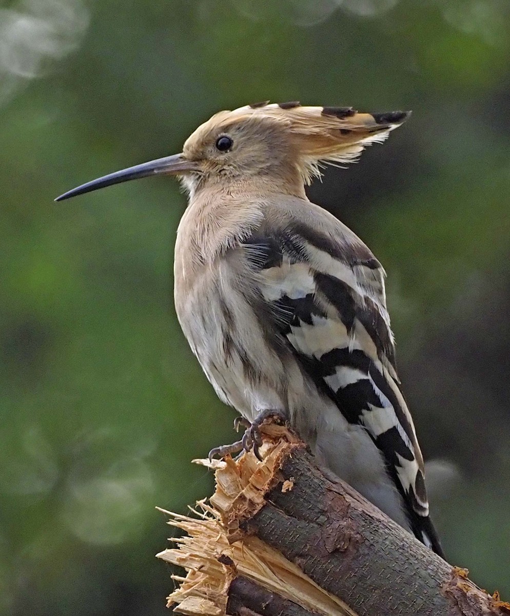 Eurasian Hoopoe - ML620452429