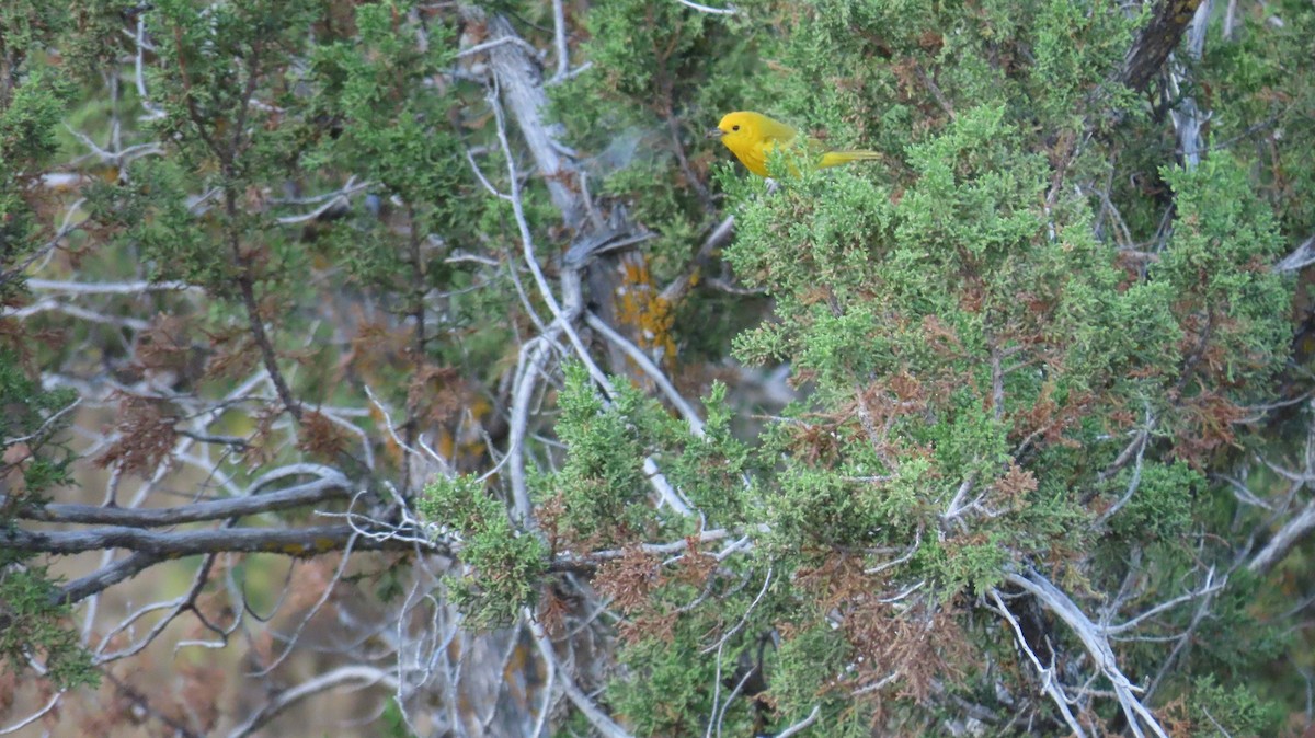 Yellow Warbler - ML620452431