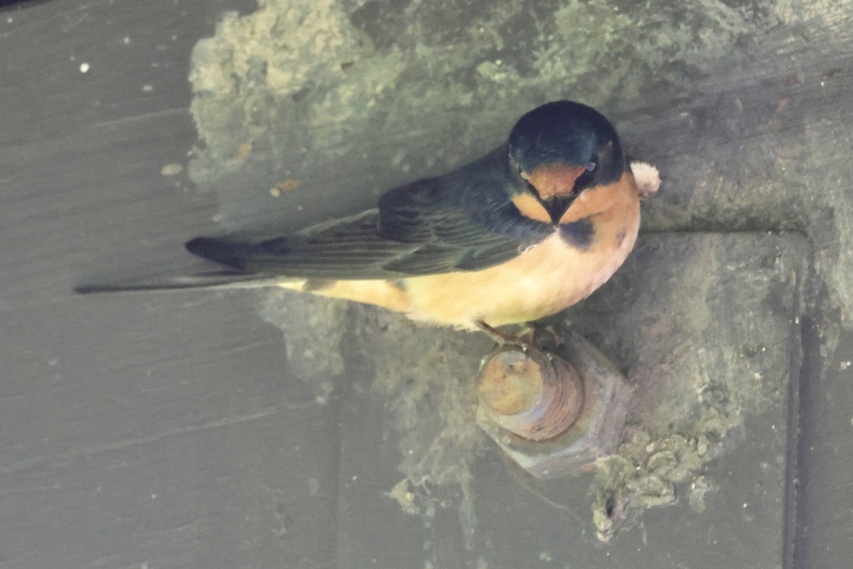 Barn Swallow - ML620452436