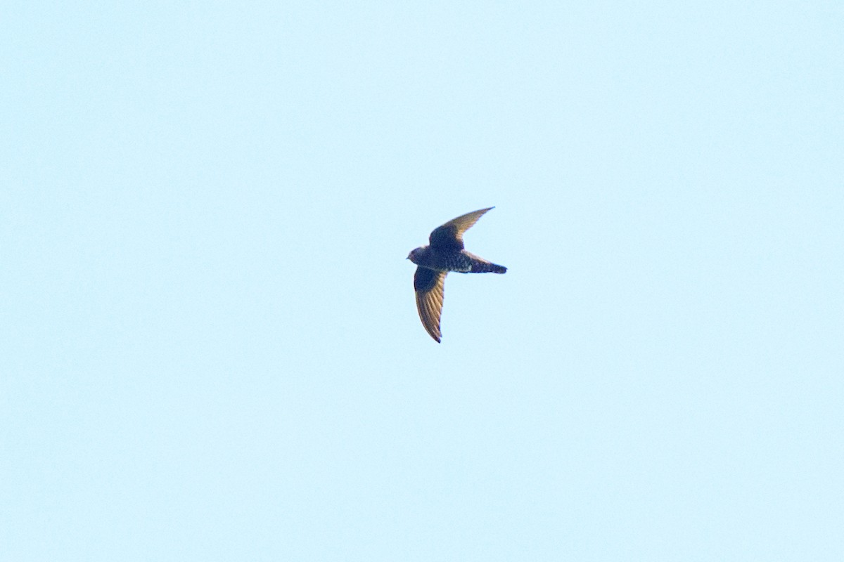 Black Swift - ML620452439