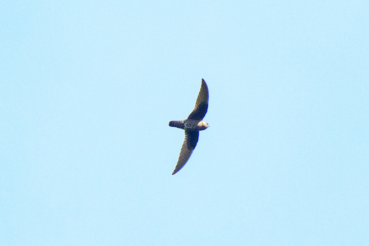 Black Swift - ML620452441