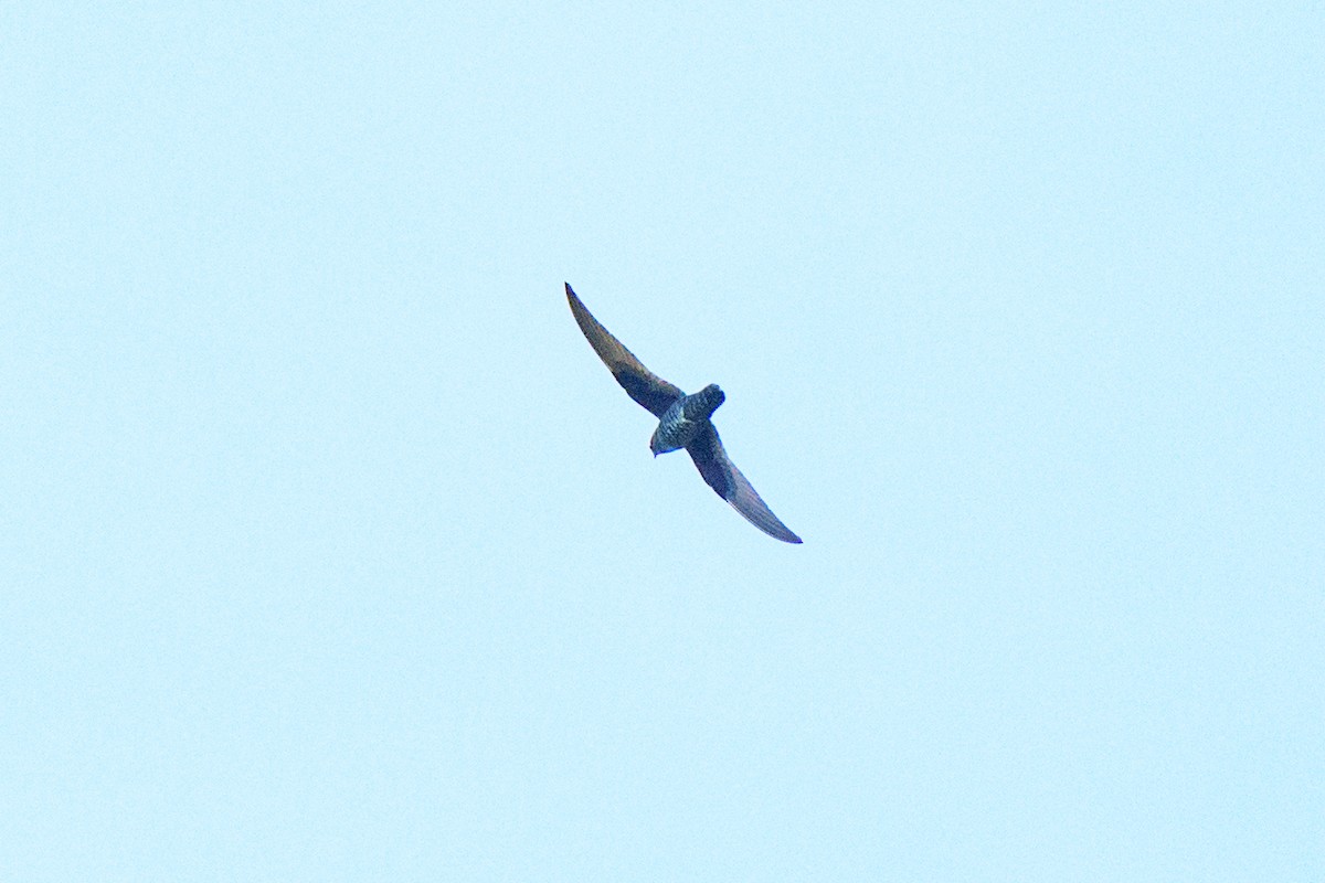 Black Swift - ML620452443