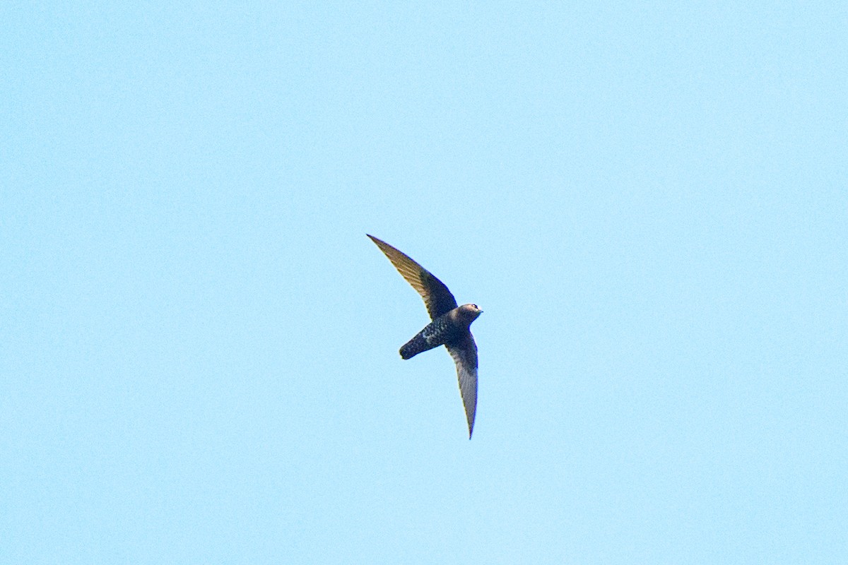 Black Swift - ML620452444