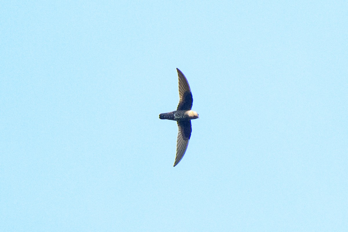 Black Swift - ML620452446