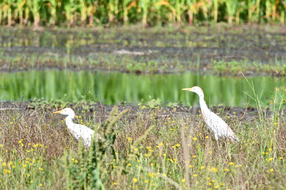 Египетская цапля (ibis) - ML620452452