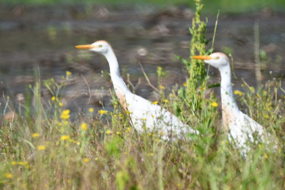 Египетская цапля (ibis) - ML620452454